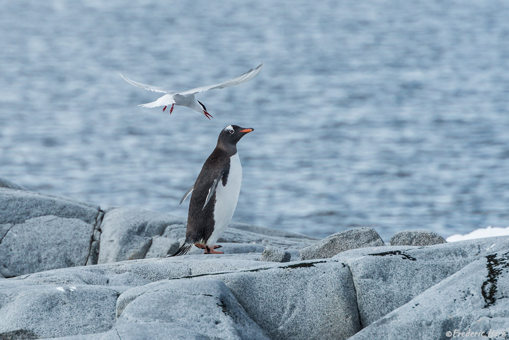 Booth Island, Antarctic Peninsula